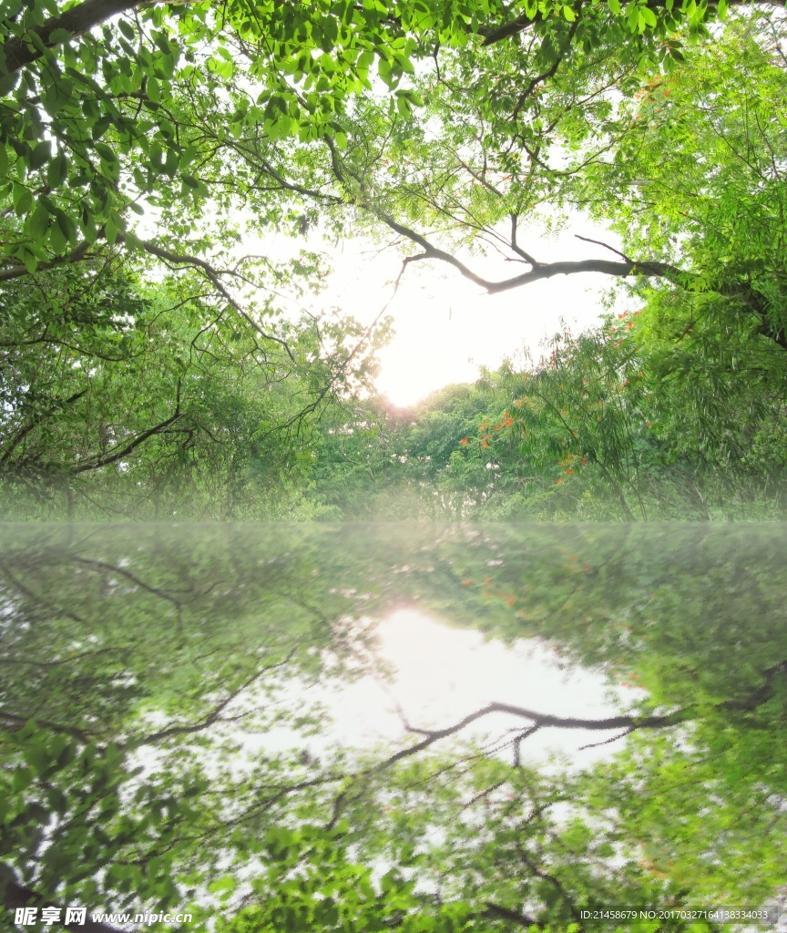 雨林樹木