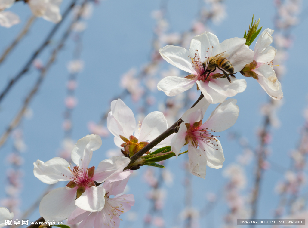 蜜蜂