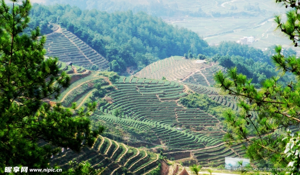 茶園景觀