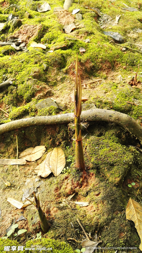竹筍破土而出
