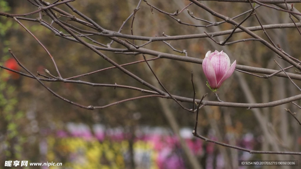 玉蘭花