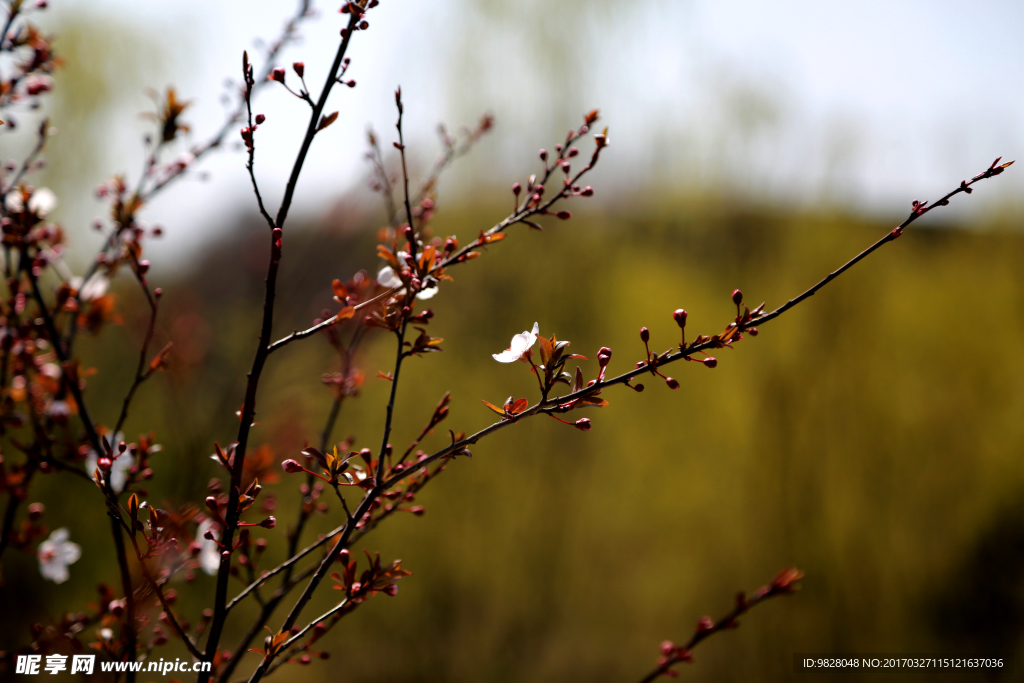 春花
