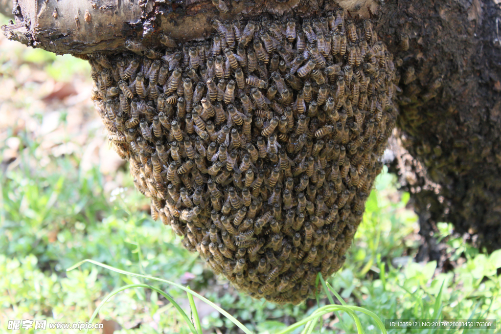 蜂窩