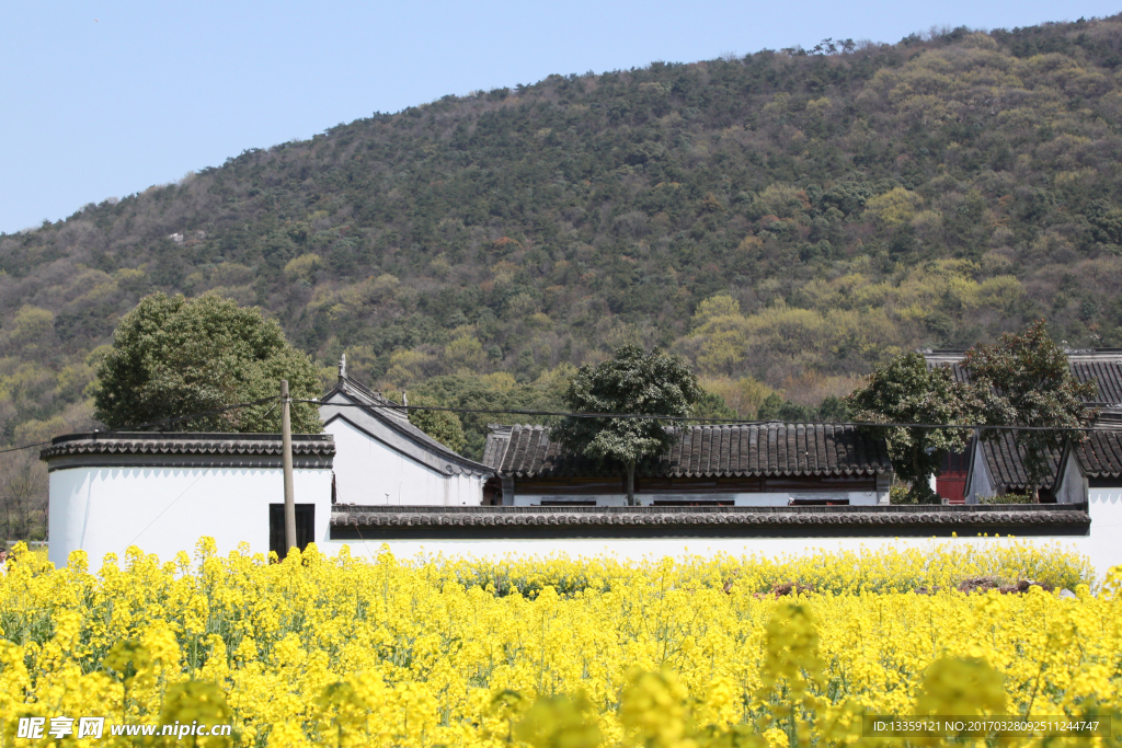 油菜花