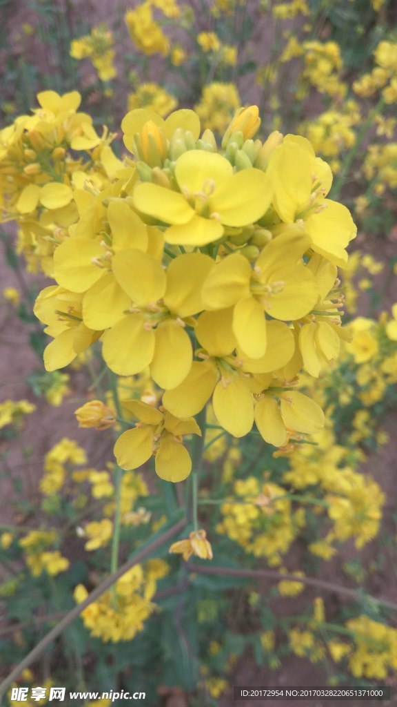 油菜花