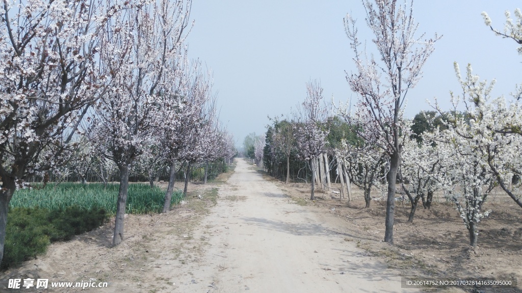 鄉間的小路