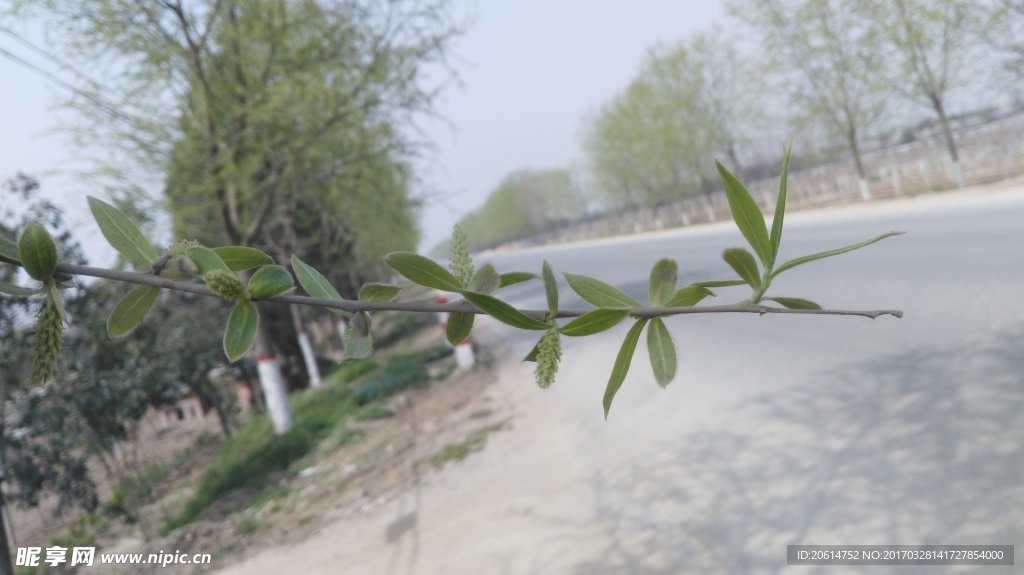 發嫩芽的柳樹