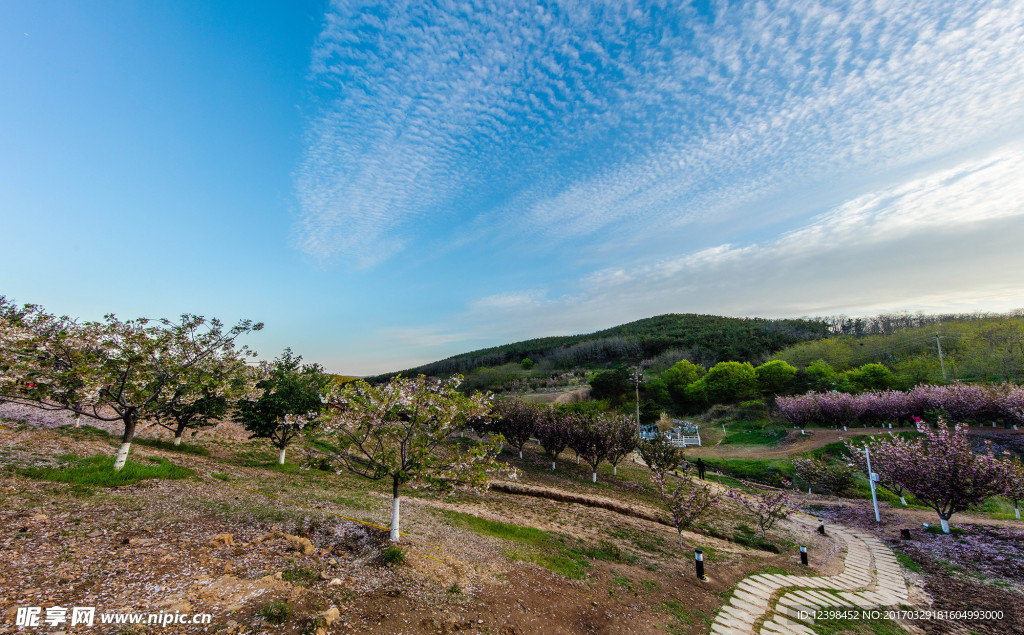 山區(qū)的櫻花園