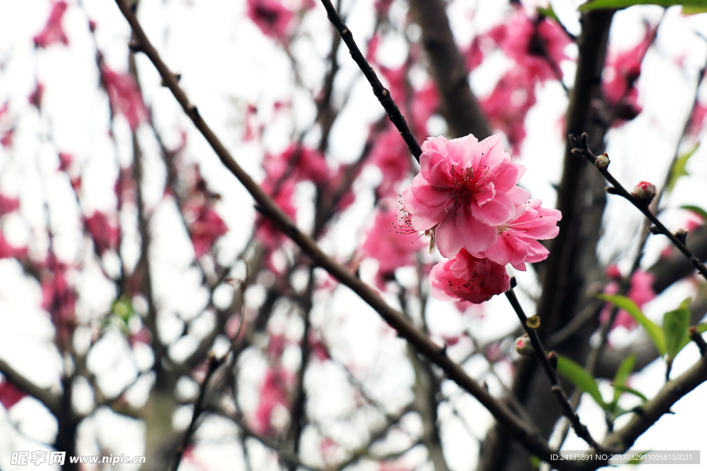 春季桃花