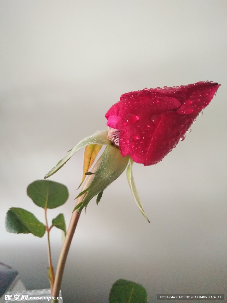 玫瑰花苞