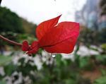 花與水滴