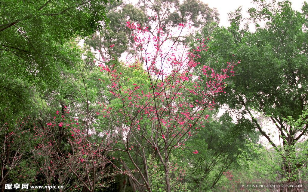 櫻桃 花