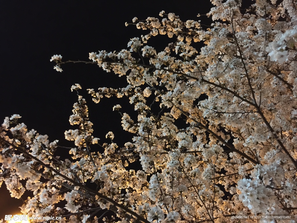 櫻花