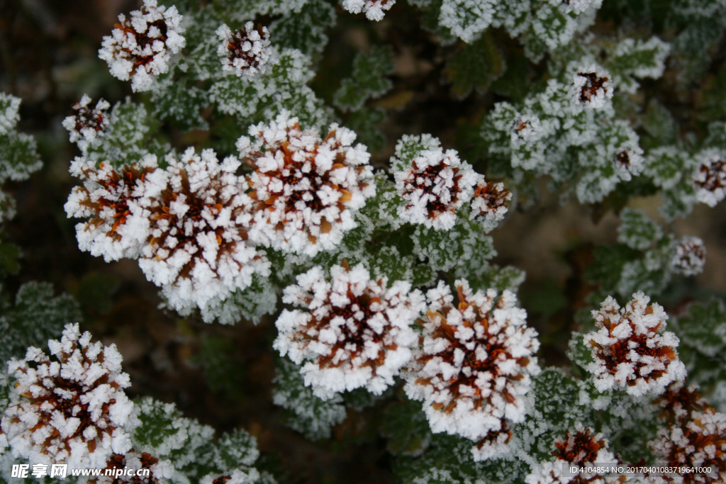 雪中花朵