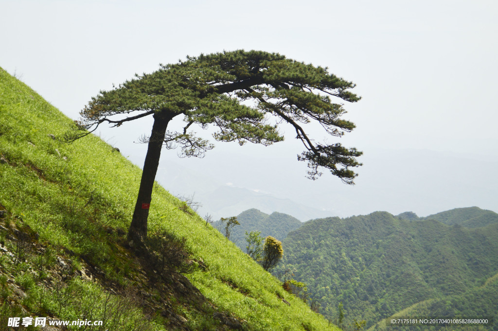 迎客松 山峰