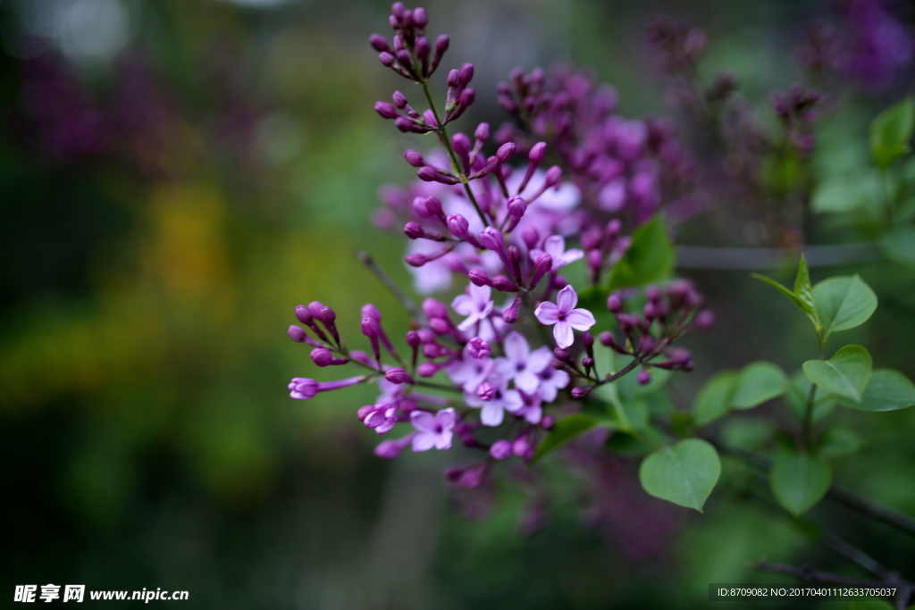 紫色丁香花