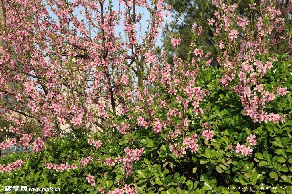 花卉