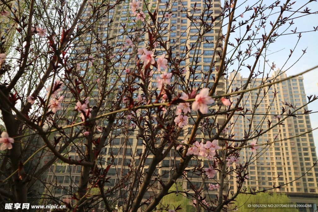 花卉