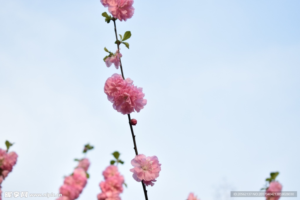 粉色的花