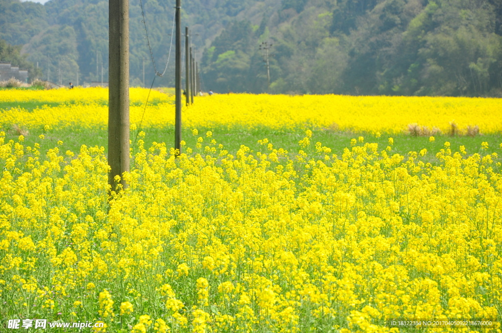 乡村花田