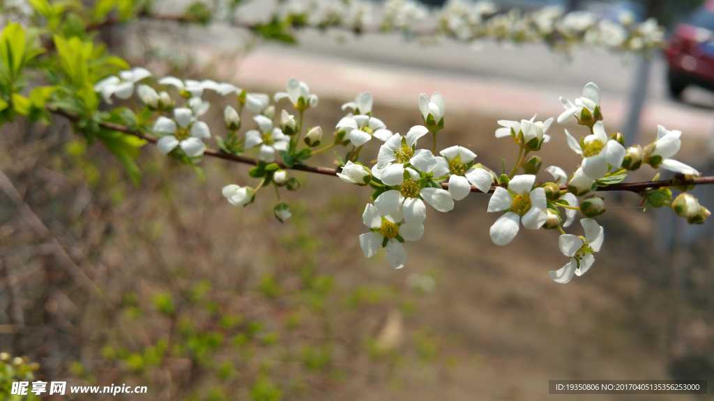 春天 白花 花枝