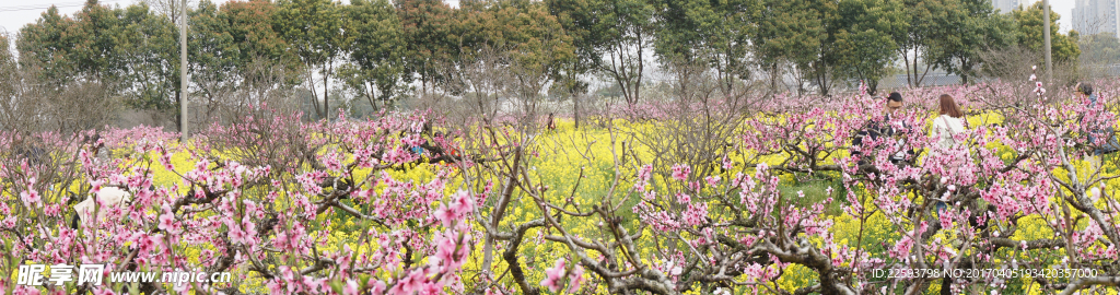 桃園桃花圖片