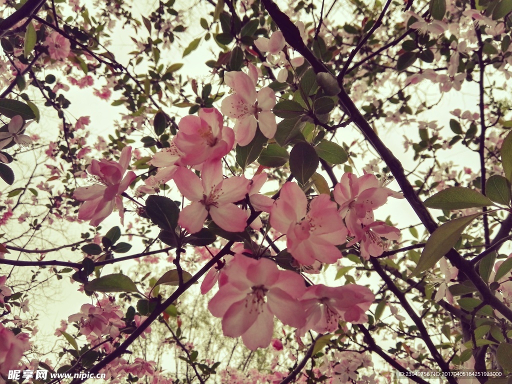 天頂 桃花