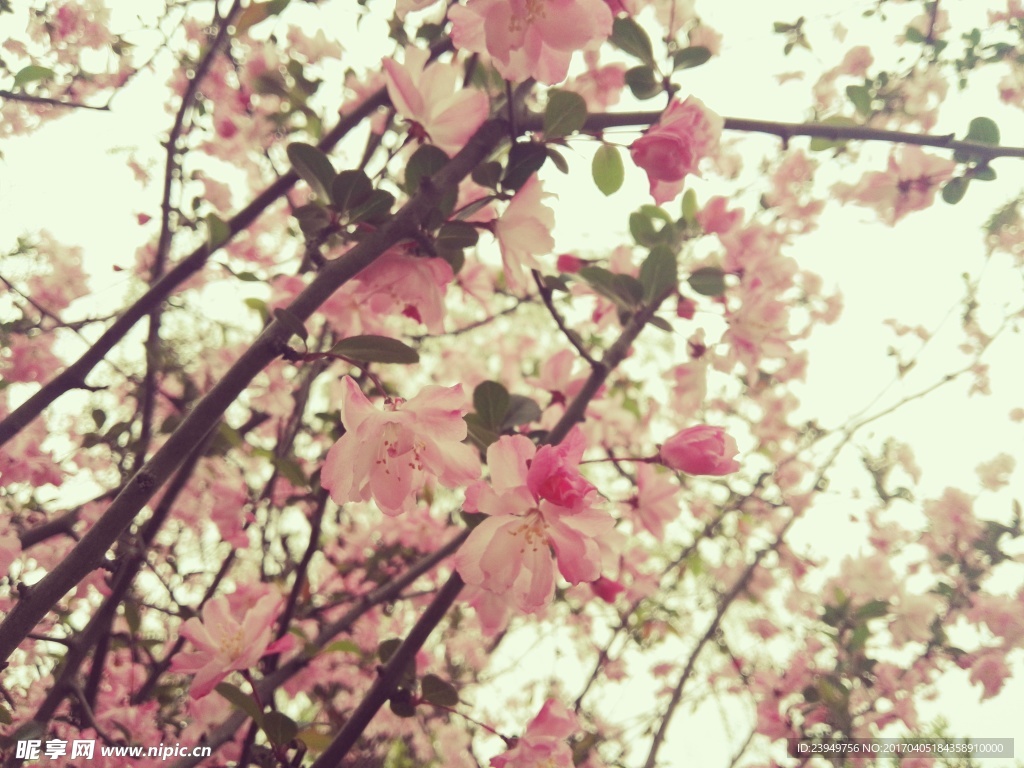 天頂  桃花