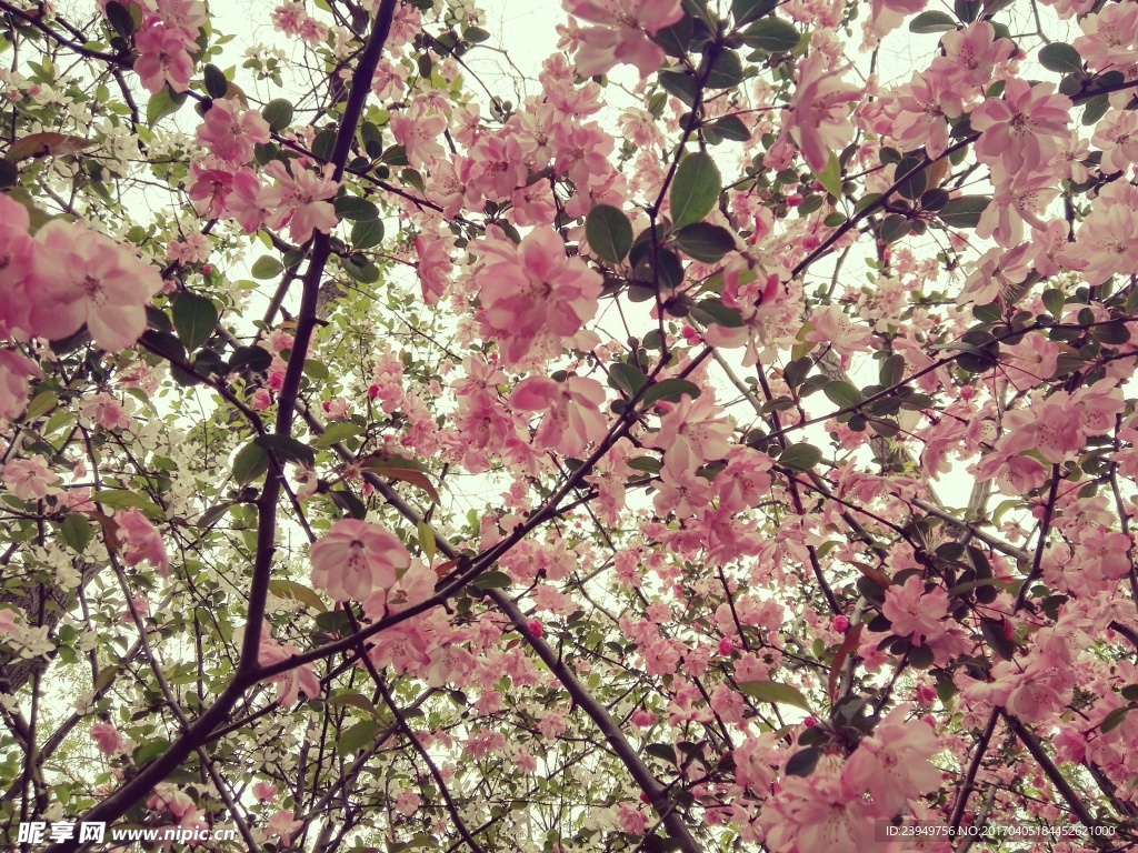 天頂 桃花