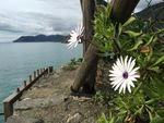 路邊野花