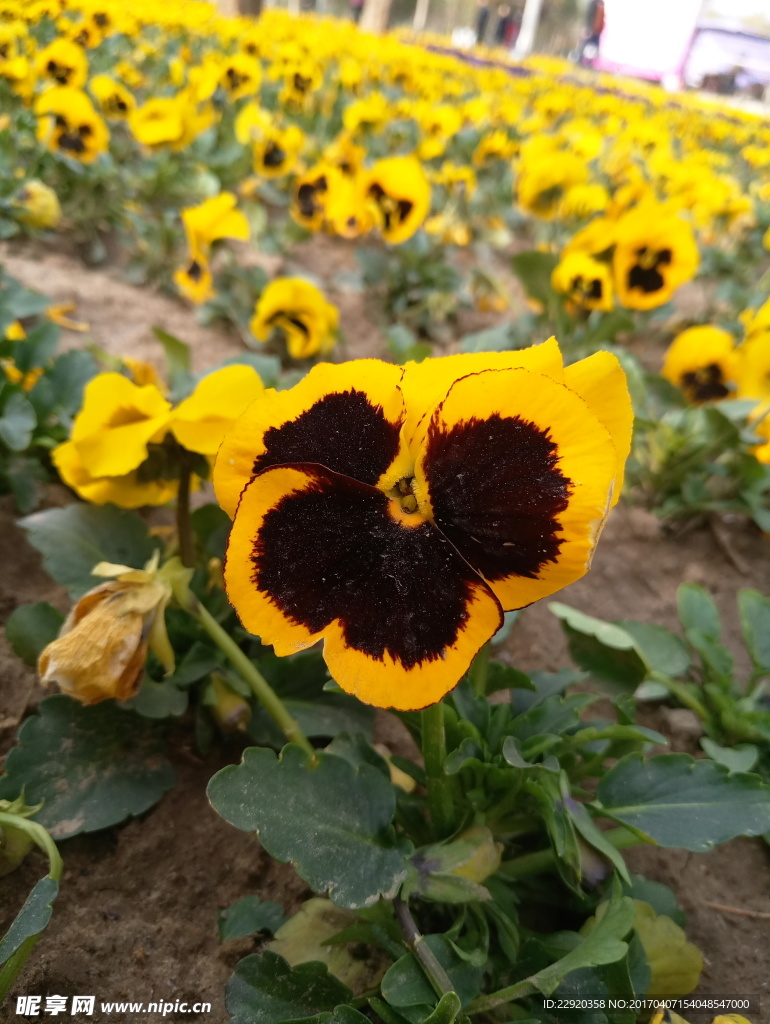 蝴蝶花