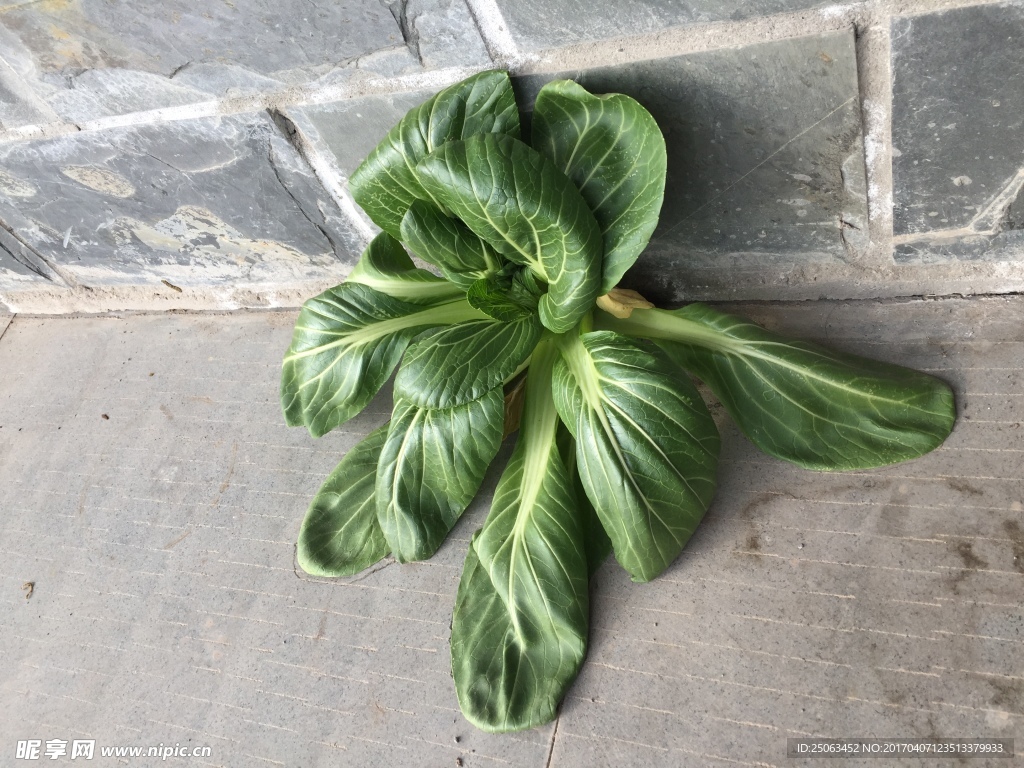 墻縫里的青菜