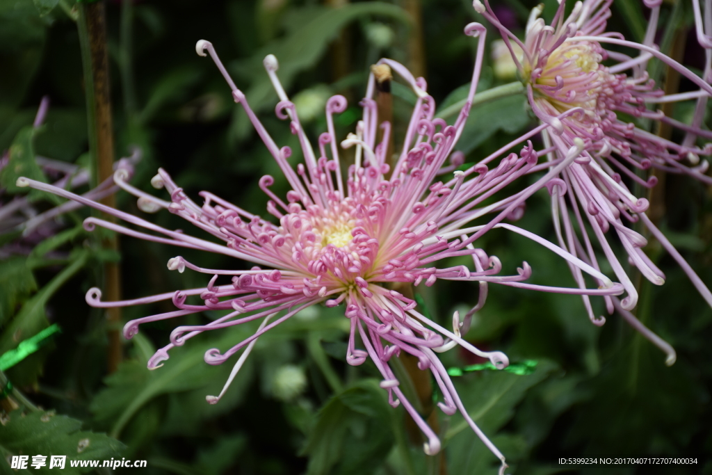 長針型菊花