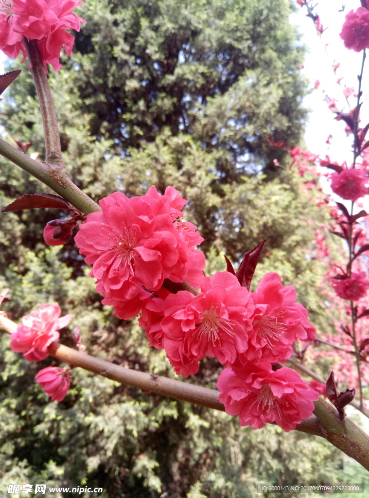 紅色桃花
