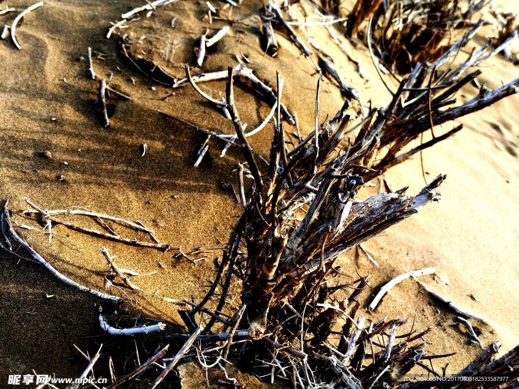 沙漠