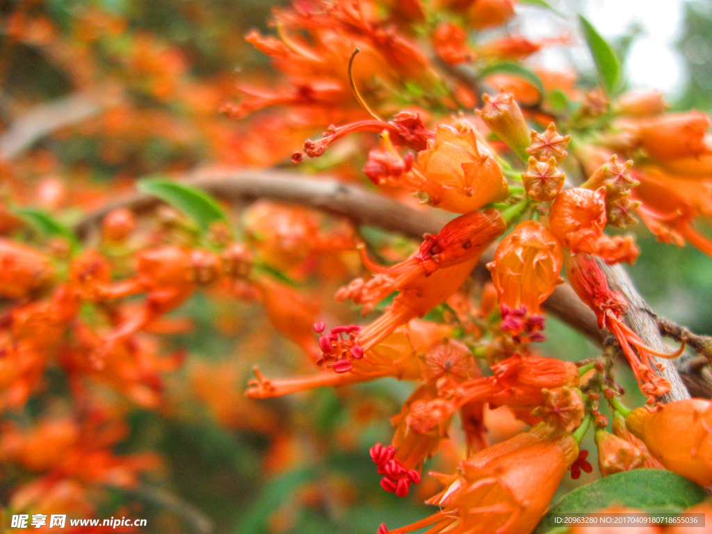 朱紅的花朵
