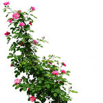 薔薇
