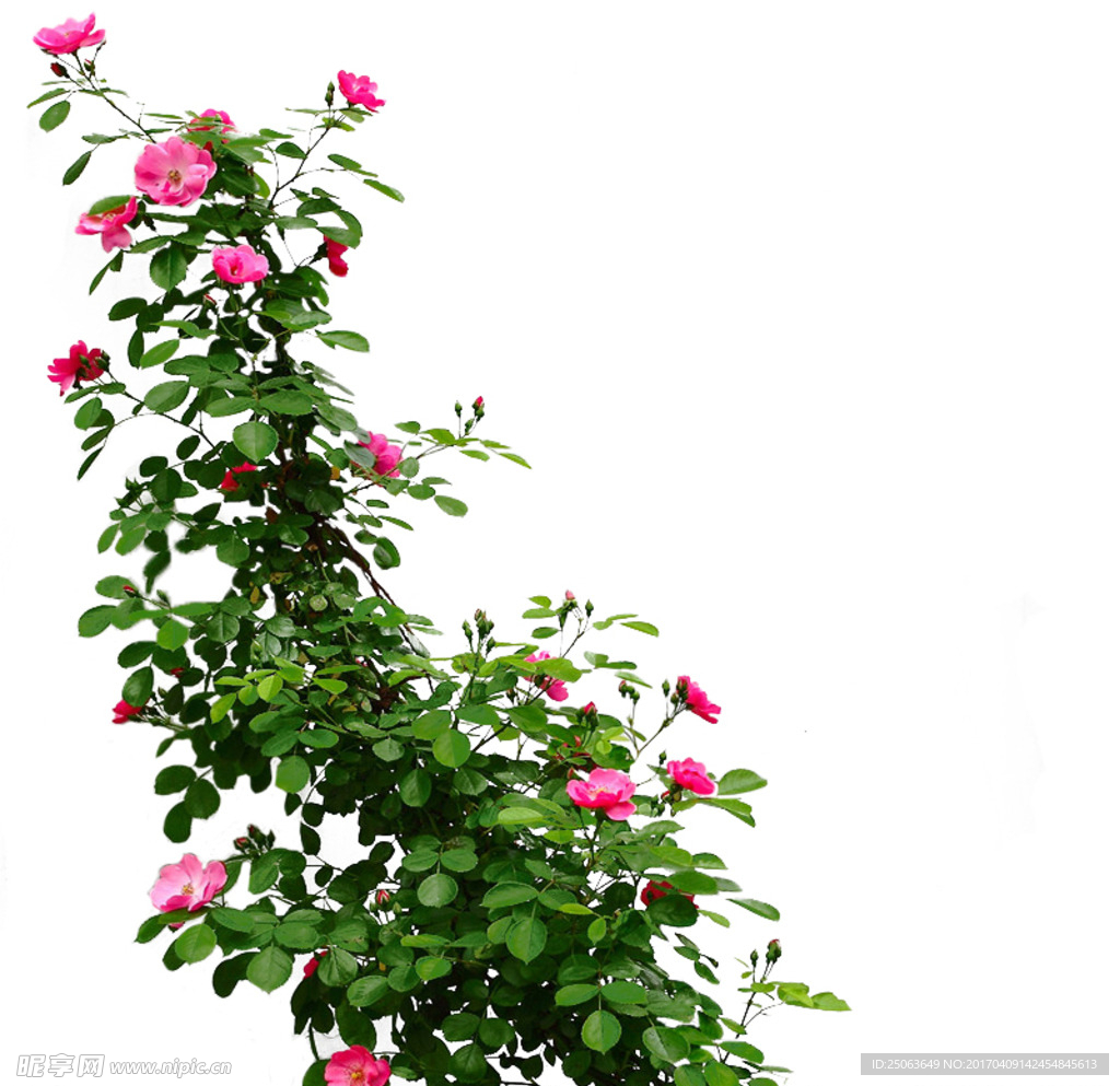 薔薇