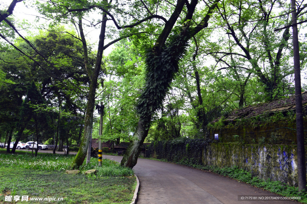 青原山树林