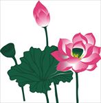 荷花