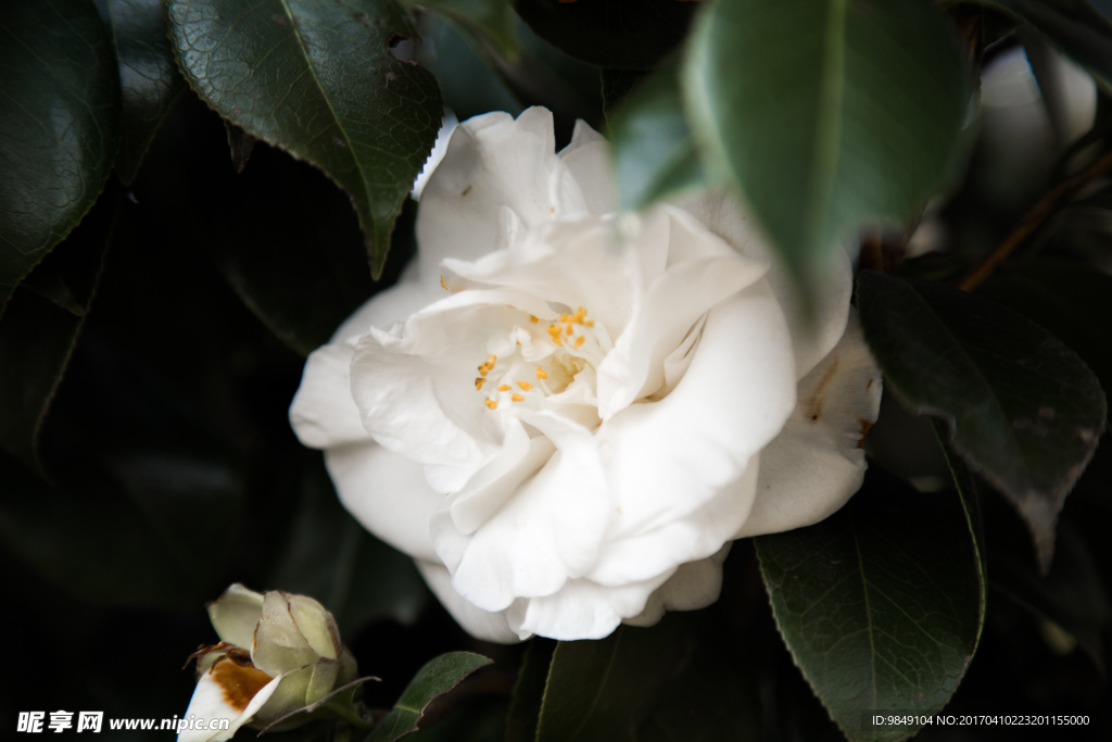 山茶花