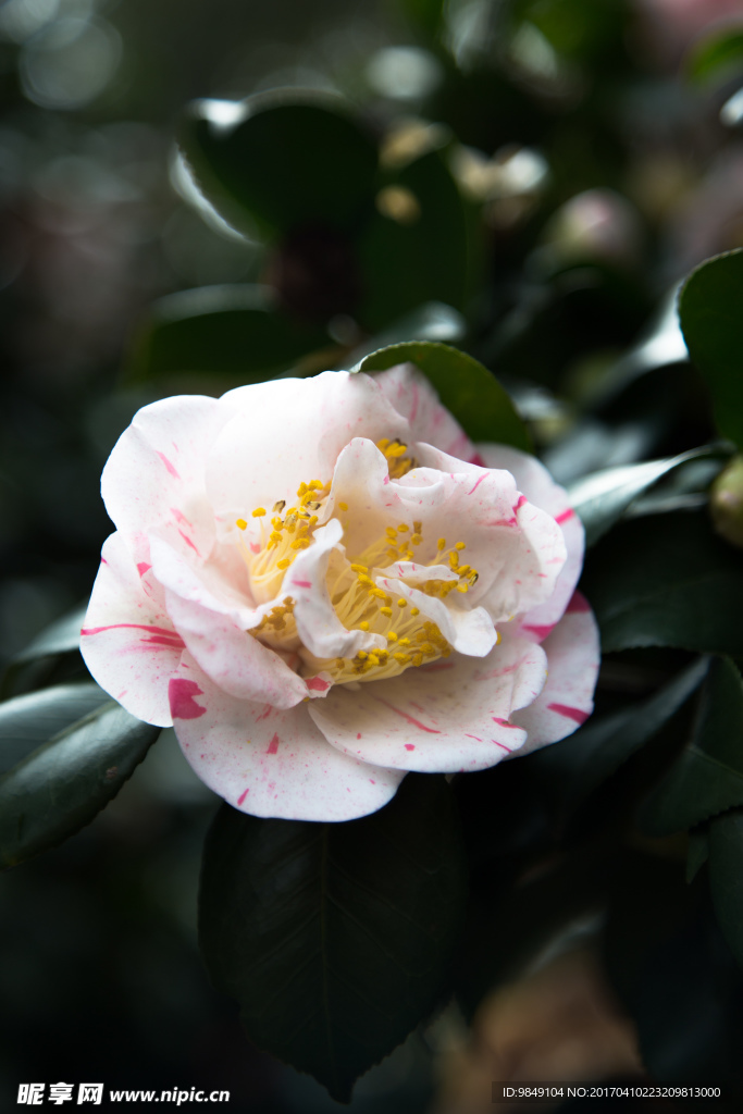 山茶花