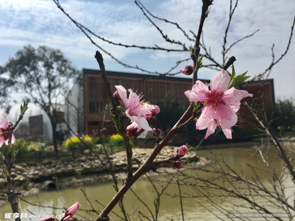 桃花里的風景