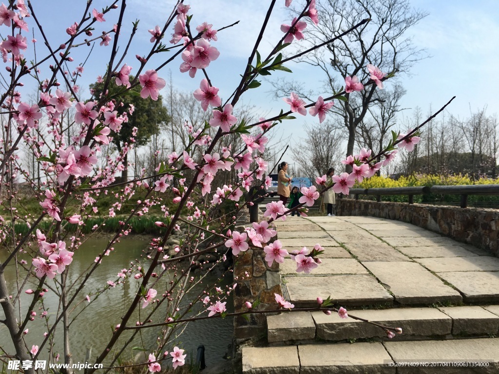 橋畔桃花盛放