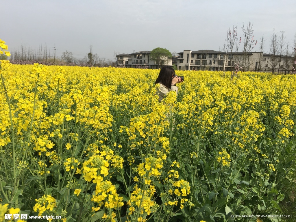 油菜花里的風景