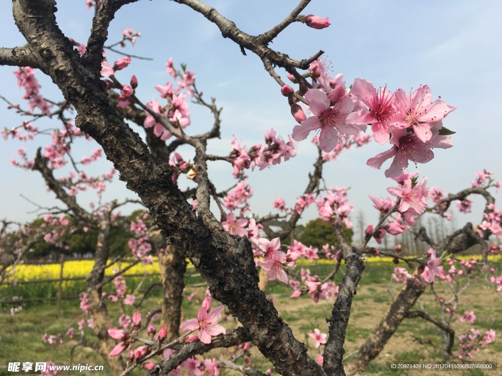 桃花樁