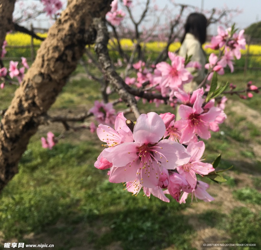 桃花蕊