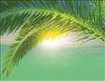椰子树 树叶 阳光