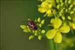 昆蟲與繁花