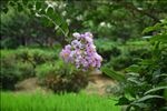 紫薇花